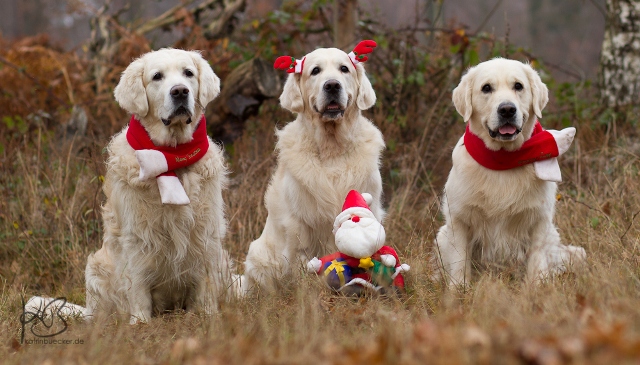 Weihnachten 2016