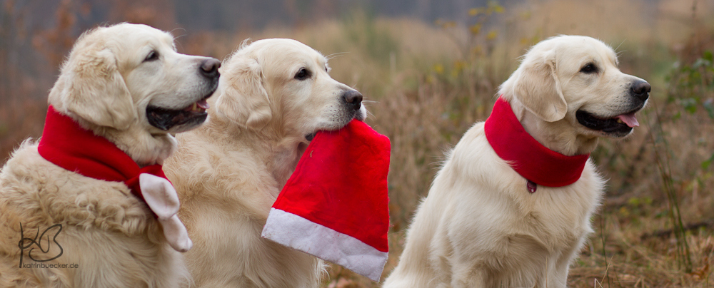 Frohe Weihnachten